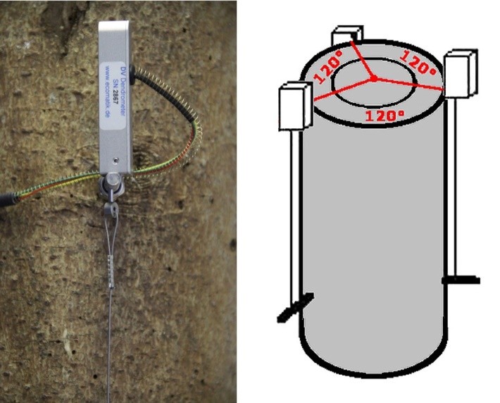 莖稈縱向變化測(cè)量傳感器 莖稈縱向變化測(cè)量傳感器